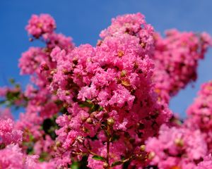 Preview wallpaper flowers, branches, pink, bloom, spring