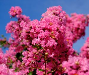 Preview wallpaper flowers, branches, pink, bloom, spring