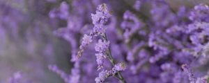 Preview wallpaper flowers, branches, plant, purple, macro