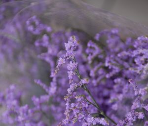 Preview wallpaper flowers, branches, plant, purple, macro