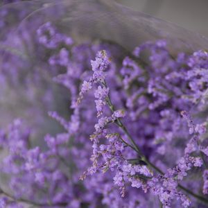 Preview wallpaper flowers, branches, plant, purple, macro