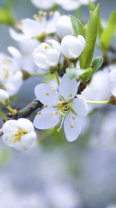 Preview wallpaper flowers, branches, plants, flowering