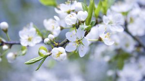 Preview wallpaper flowers, branches, plants, flowering