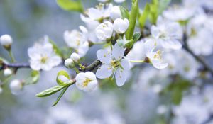 Preview wallpaper flowers, branches, plants, flowering