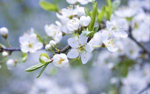 Preview wallpaper flowers, branches, plants, flowering