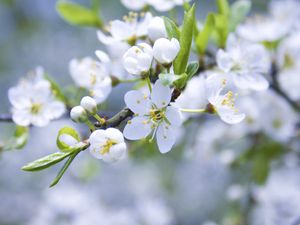 Preview wallpaper flowers, branches, plants, flowering