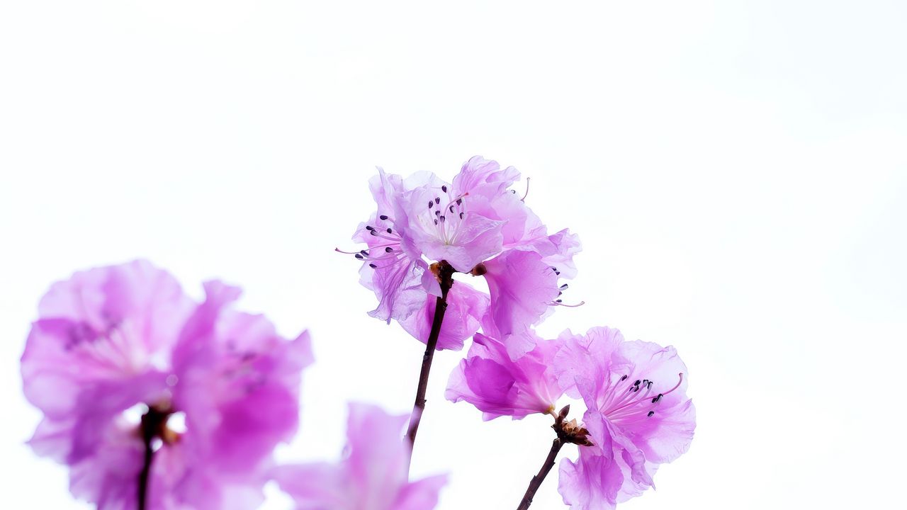 Wallpaper flowers, branches, purple, white