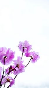 Preview wallpaper flowers, branches, purple, white