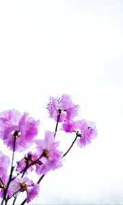 Preview wallpaper flowers, branches, purple, white