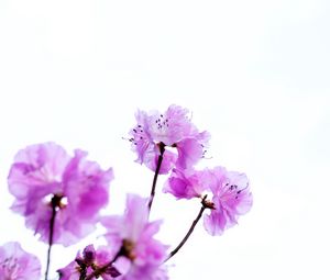 Preview wallpaper flowers, branches, purple, white