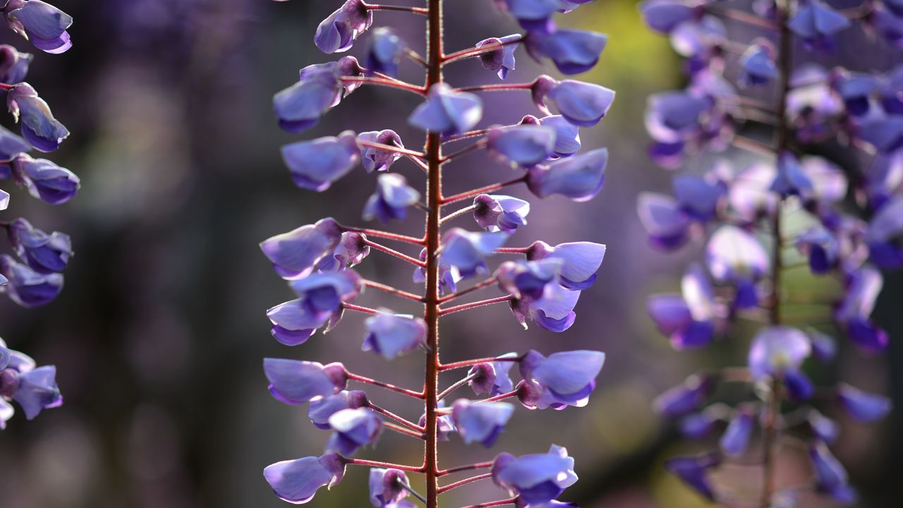 Wallpaper flowers, branches, purple, macro