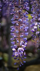 Preview wallpaper flowers, branches, purple, macro
