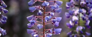 Preview wallpaper flowers, branches, purple, macro