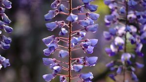 Preview wallpaper flowers, branches, purple, macro