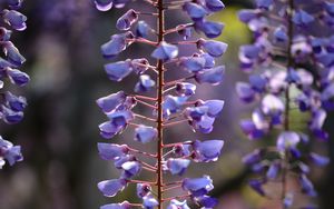 Preview wallpaper flowers, branches, purple, macro