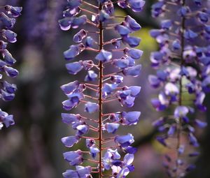 Preview wallpaper flowers, branches, purple, macro