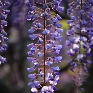 Preview wallpaper flowers, branches, purple, macro