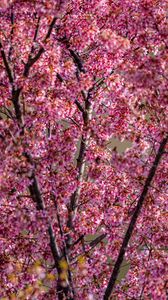 Preview wallpaper flowers, branches, spring, pink