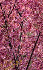 Preview wallpaper flowers, branches, spring, pink