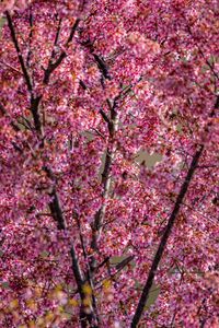 Preview wallpaper flowers, branches, spring, pink