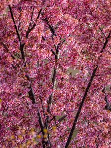 Preview wallpaper flowers, branches, spring, pink