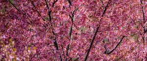 Preview wallpaper flowers, branches, spring, pink