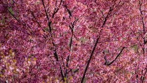 Preview wallpaper flowers, branches, spring, pink