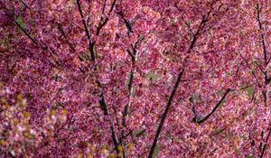 Preview wallpaper flowers, branches, spring, pink
