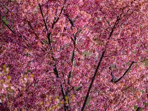 Preview wallpaper flowers, branches, spring, pink