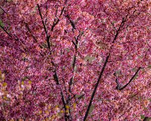 Preview wallpaper flowers, branches, spring, pink