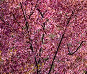 Preview wallpaper flowers, branches, spring, pink