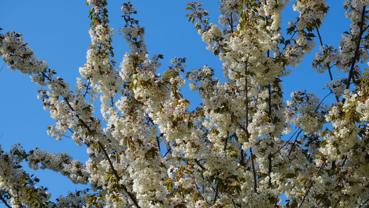 Wallpaper flowers, branches, spring, white