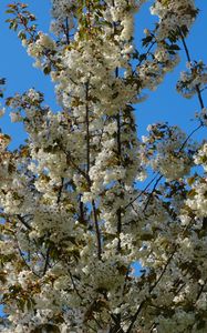 Preview wallpaper flowers, branches, spring, white