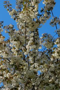 Preview wallpaper flowers, branches, spring, white