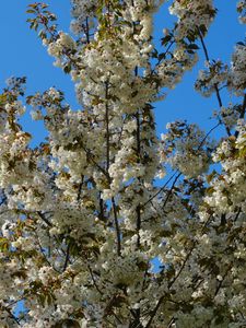 Preview wallpaper flowers, branches, spring, white