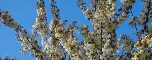 Preview wallpaper flowers, branches, spring, white