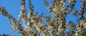Preview wallpaper flowers, branches, spring, white