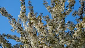 Preview wallpaper flowers, branches, spring, white
