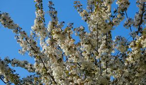 Preview wallpaper flowers, branches, spring, white
