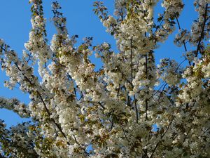 Preview wallpaper flowers, branches, spring, white