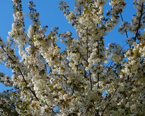 Preview wallpaper flowers, branches, spring, white