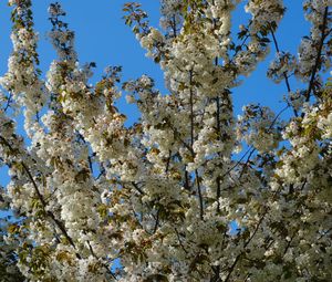 Preview wallpaper flowers, branches, spring, white