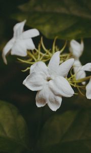 Preview wallpaper flowers, branches, stems