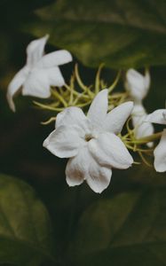 Preview wallpaper flowers, branches, stems