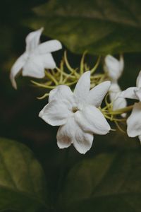 Preview wallpaper flowers, branches, stems