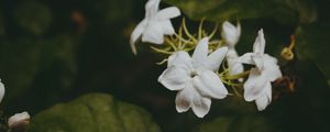 Preview wallpaper flowers, branches, stems