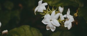 Preview wallpaper flowers, branches, stems