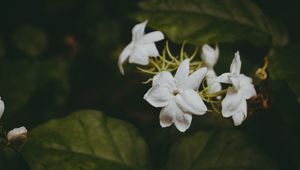 Preview wallpaper flowers, branches, stems