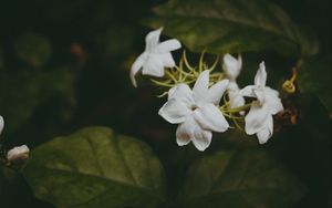 Preview wallpaper flowers, branches, stems