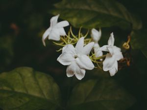 Preview wallpaper flowers, branches, stems